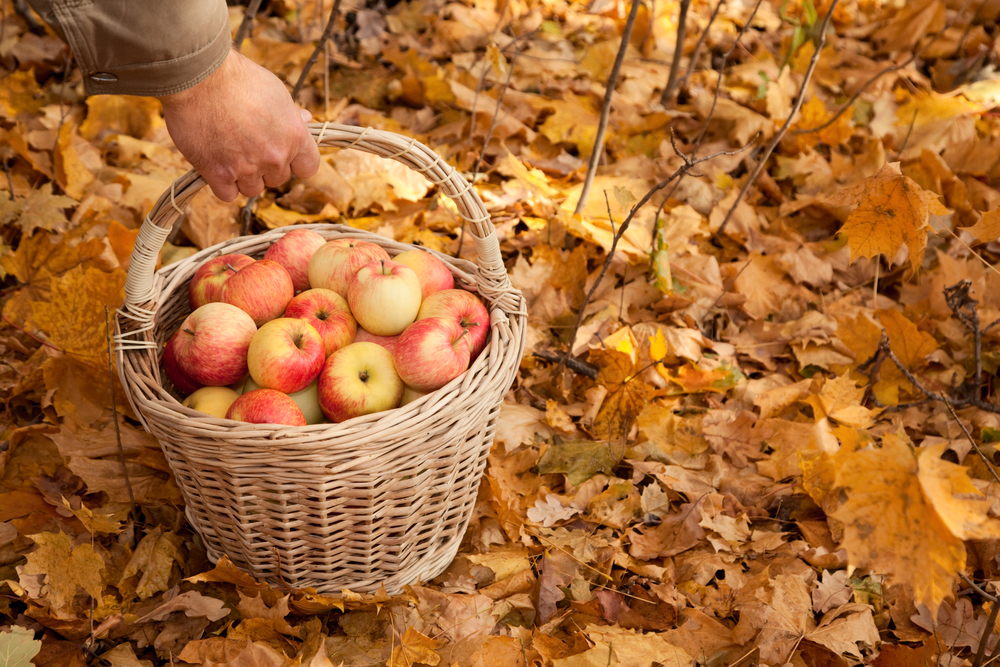 apples in cart on yellow leaves